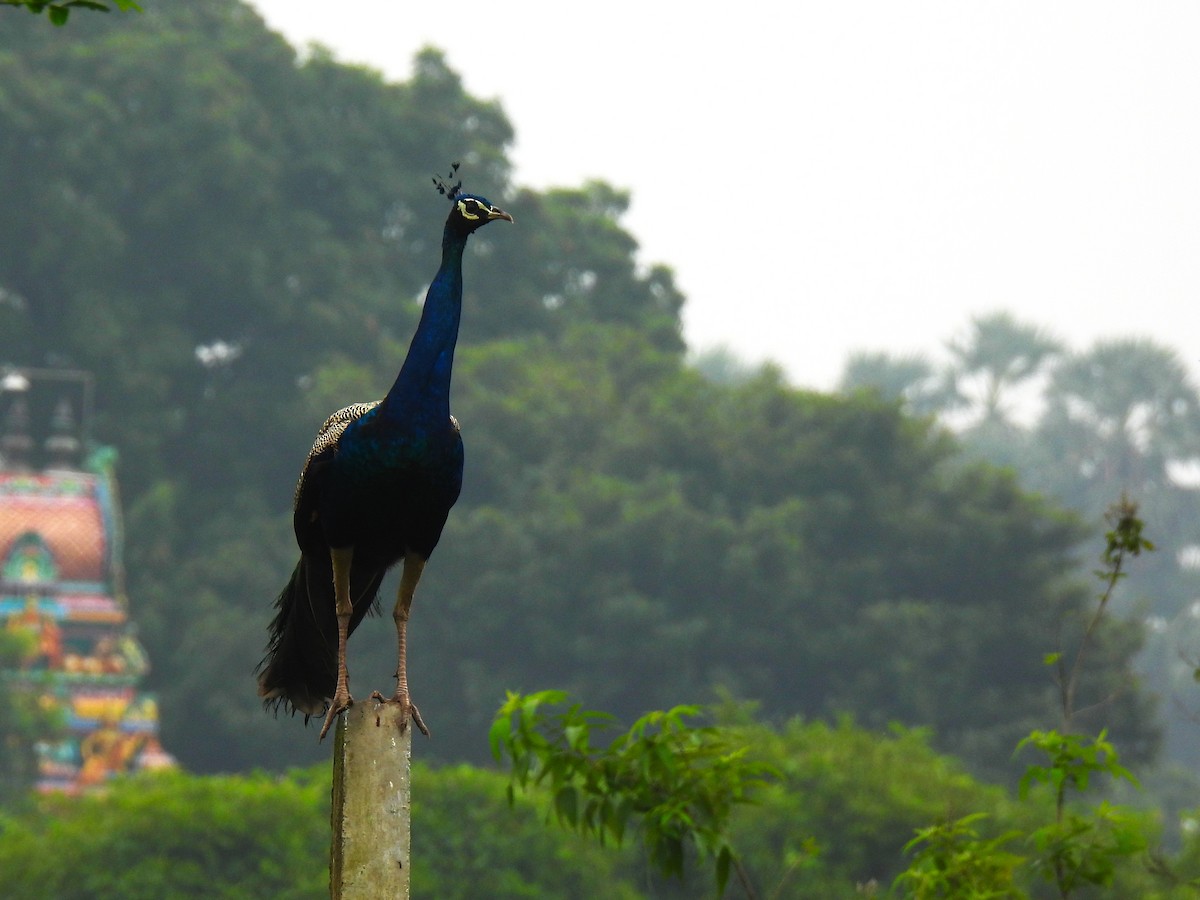 Indian Peafowl - ML646222824