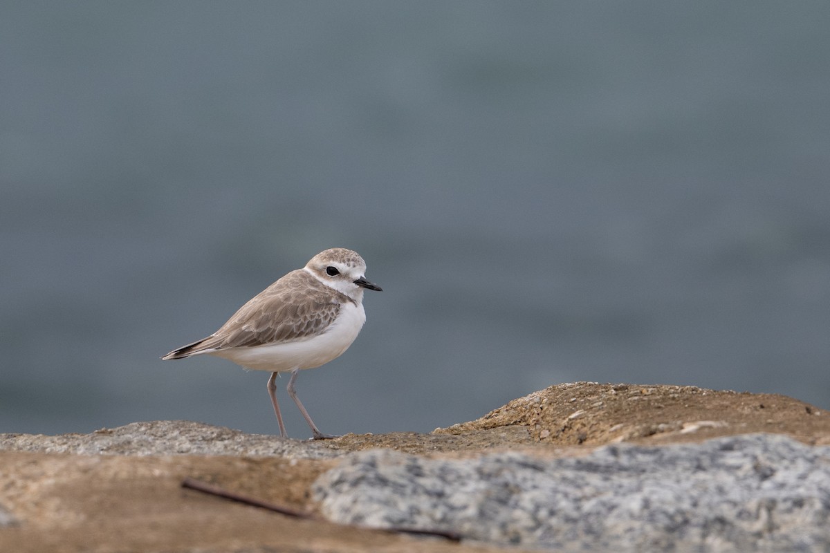 White-faced Plover - ML646222827