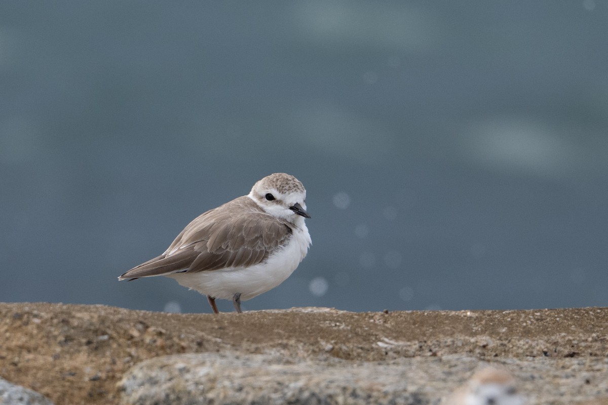 White-faced Plover - ML646222832