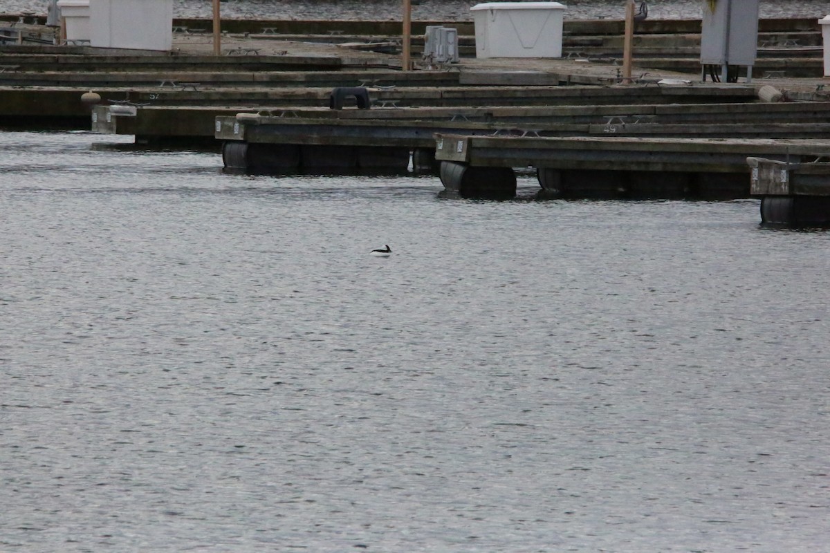 Гоголь-головастик - ML646222833