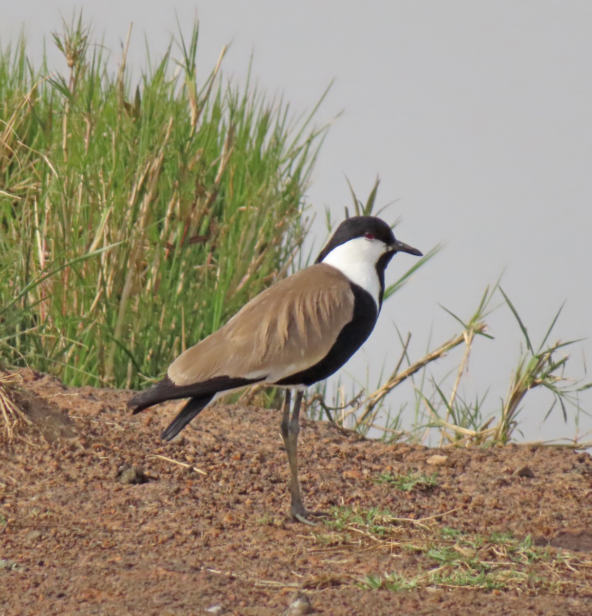 Vanneau à éperons - ML646222834