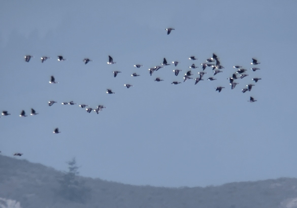 Cackling Goose - ML646222837