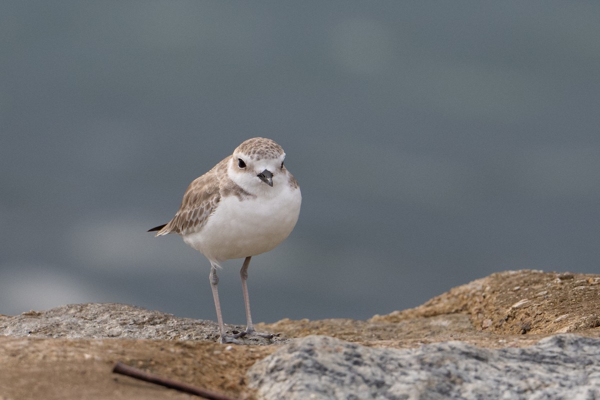 White-faced Plover - ML646222842