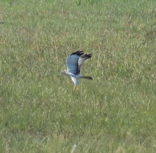 Northern Harrier - ML646222851