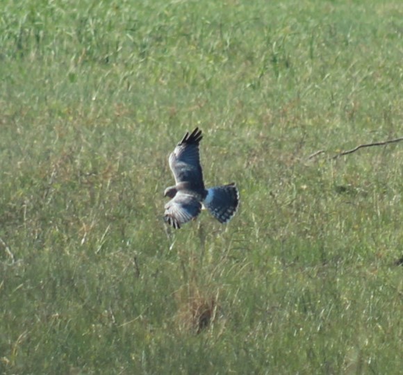 Northern Harrier - ML646222852