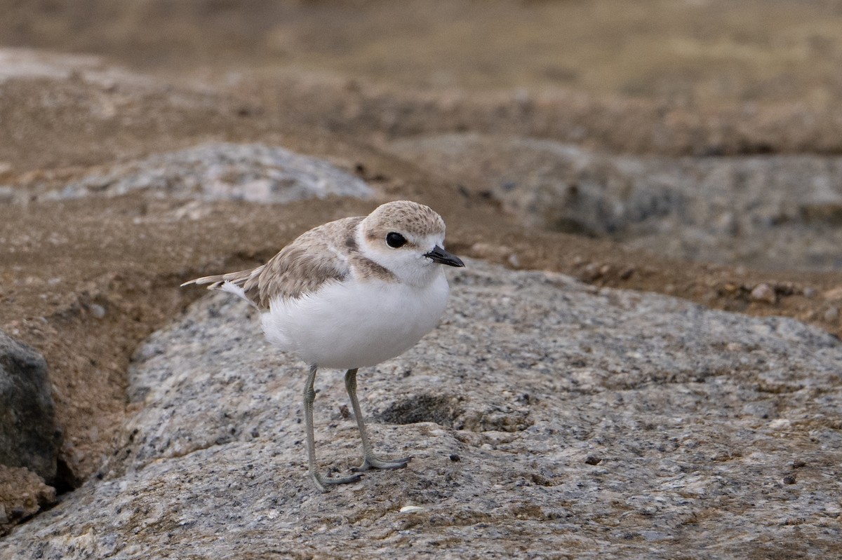 Malaysian Plover - ML646222854