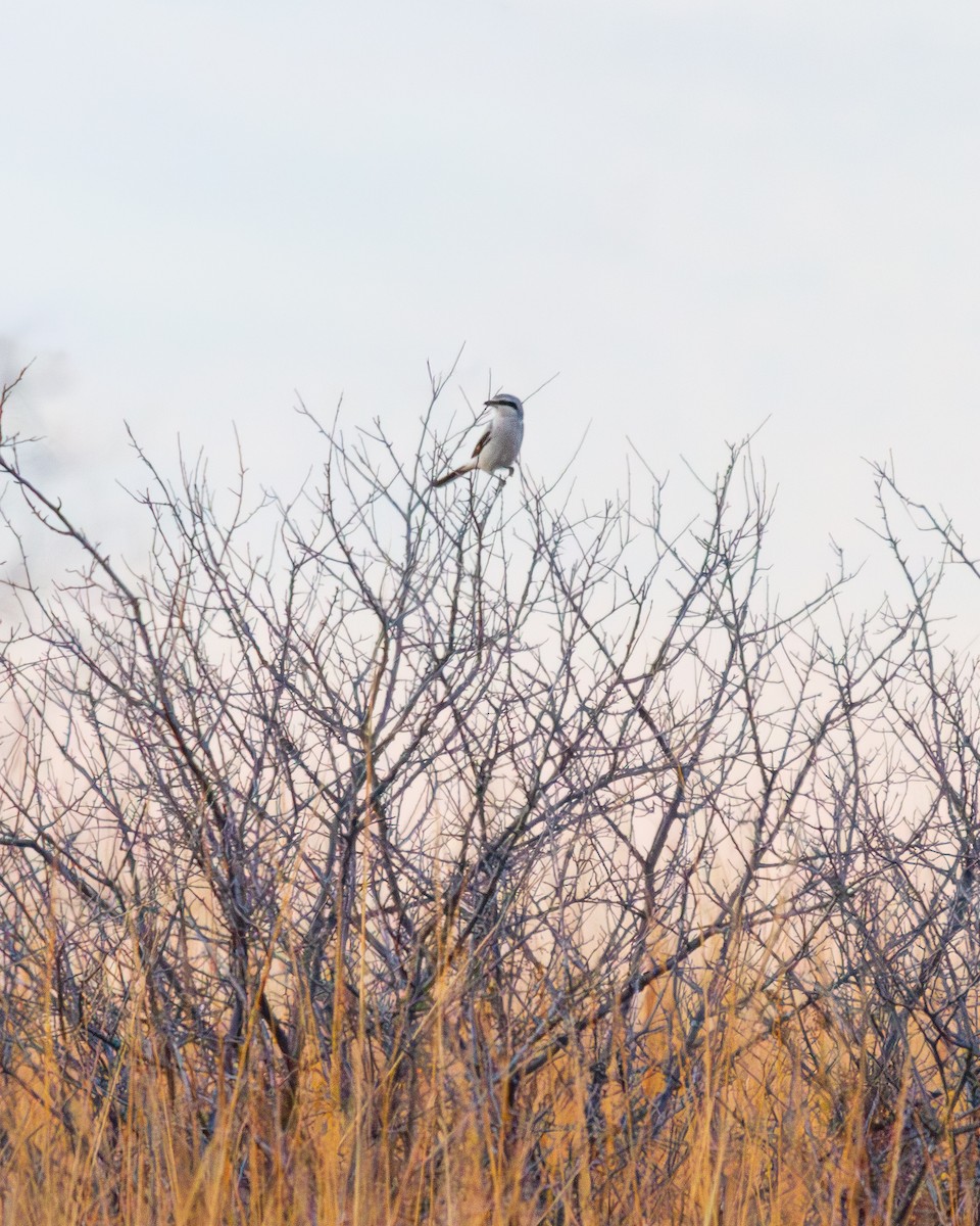 ťuhýk severní - ML646222855