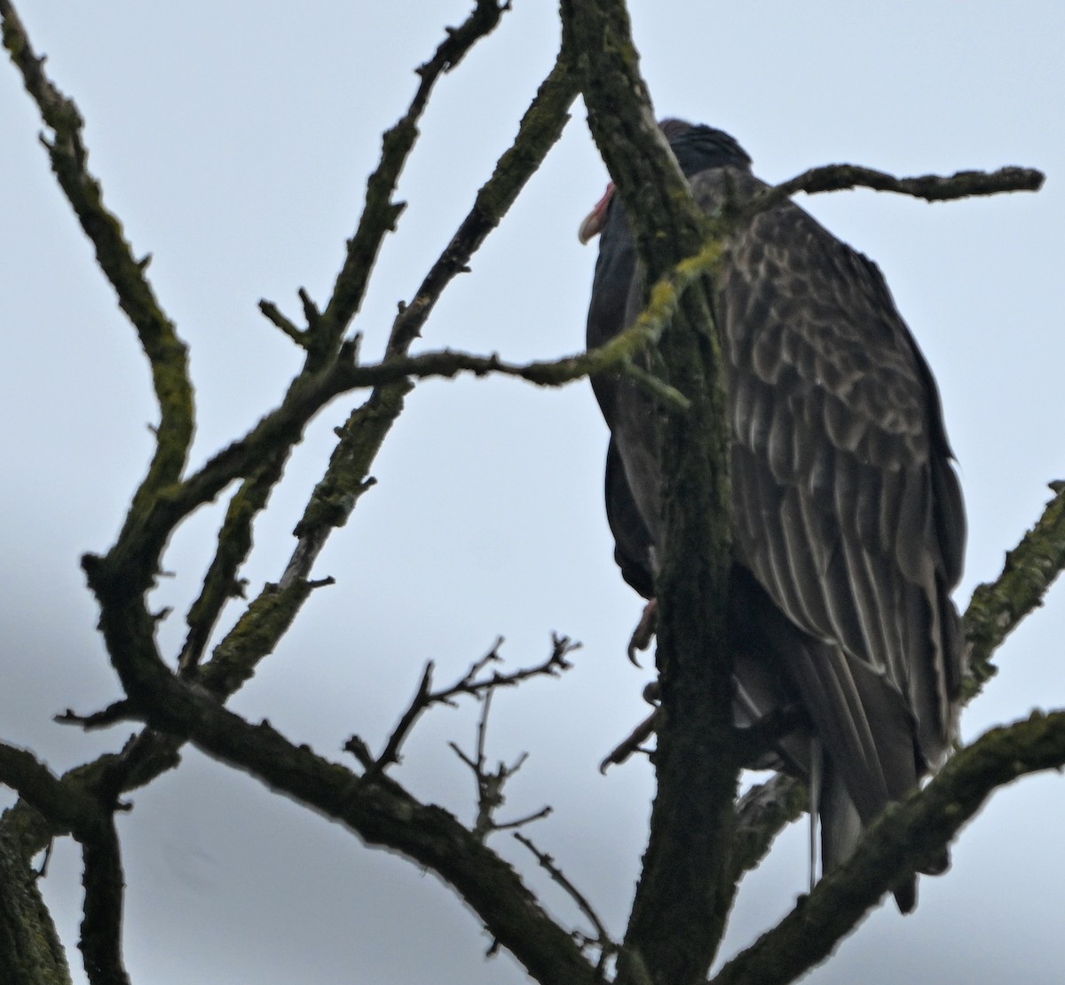 Turkey Vulture - ML646222857
