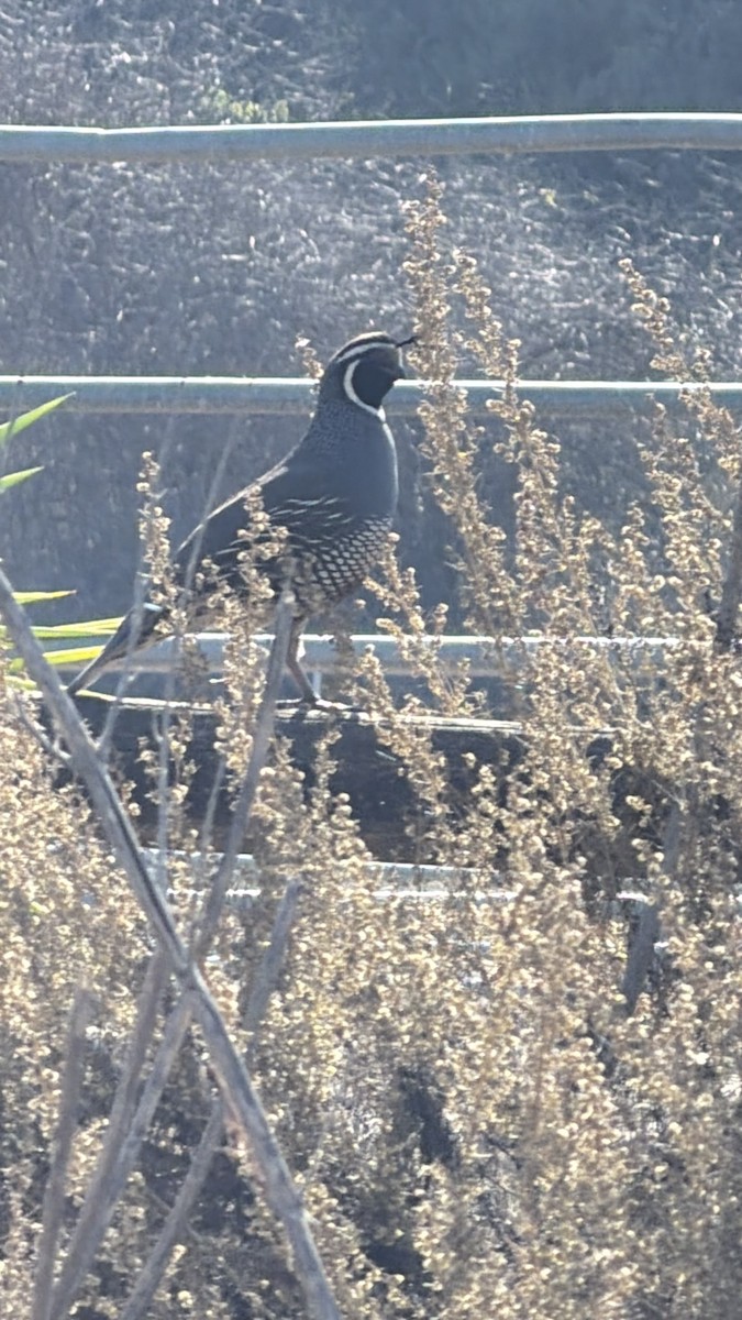 California Quail - ML646222859