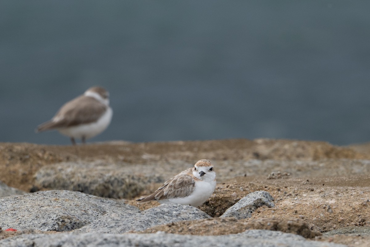 White-faced Plover - ML646222861