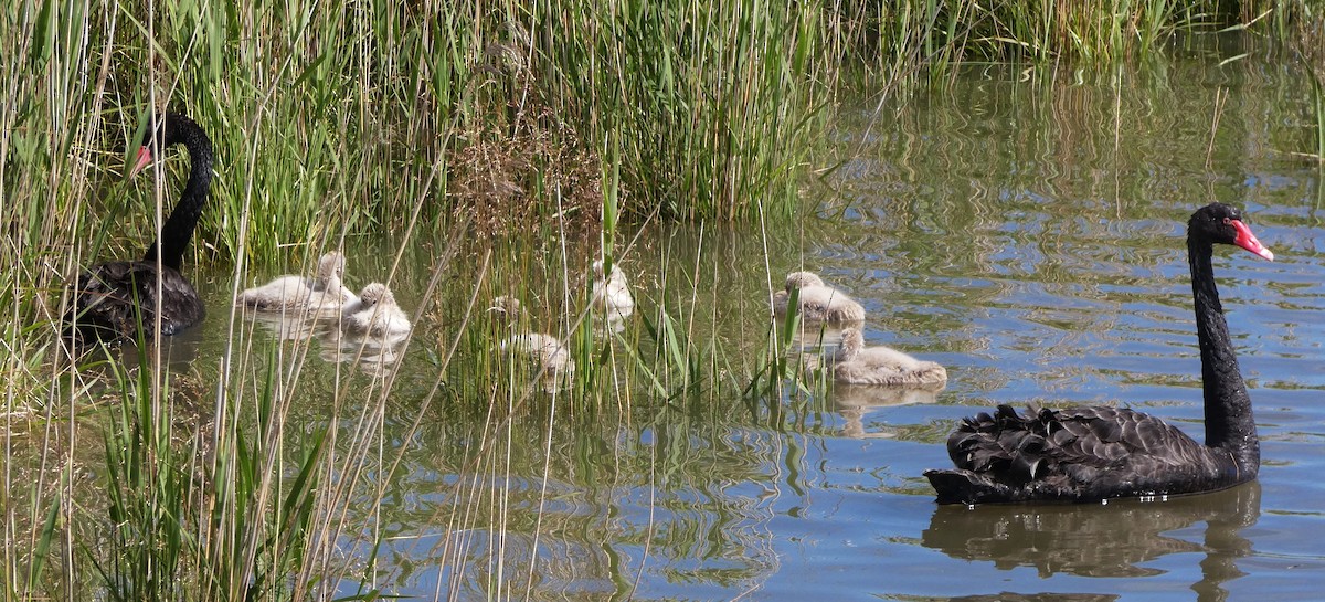Black Swan - ML646222862
