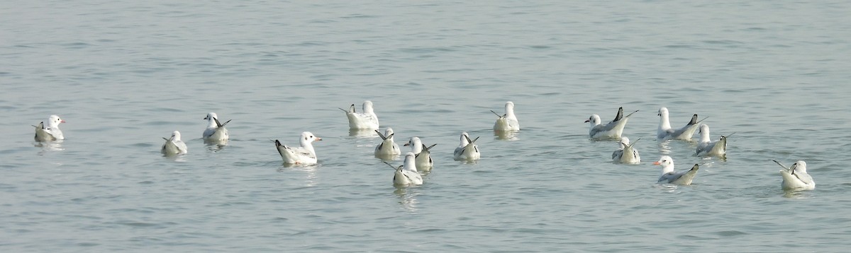 Brown-headed Gull - ML646222863