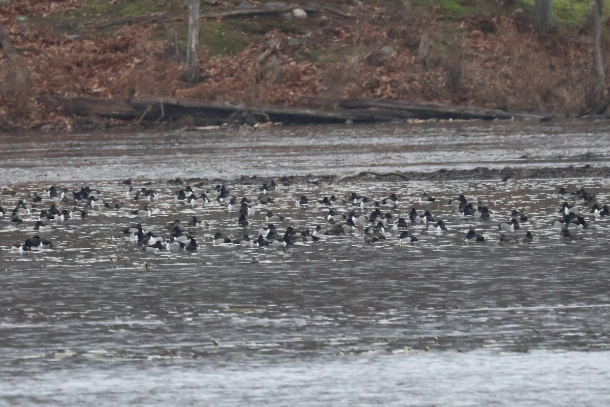 polák proužkozobý - ML646222864