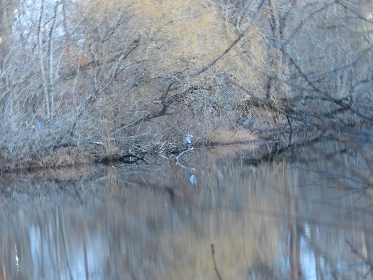 Grand Héron - ML646222865