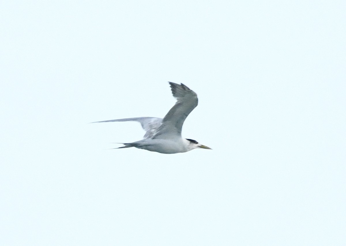 Great Crested Tern - ML646222866