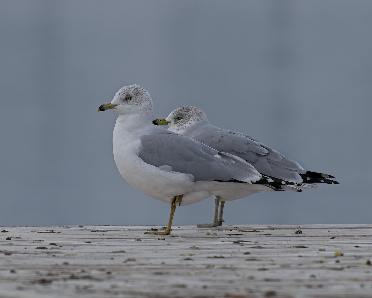 Ring-billed Gull - ML646222867