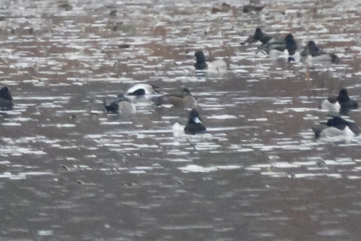 polák chocholačka x polák vlnkovaný (hybrid) - ML646222869