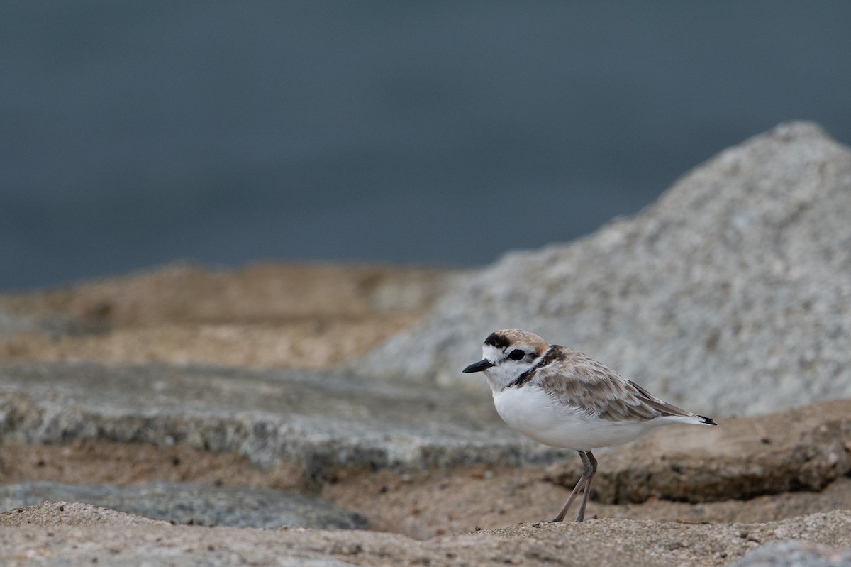 Malaysian Plover - ML646222871