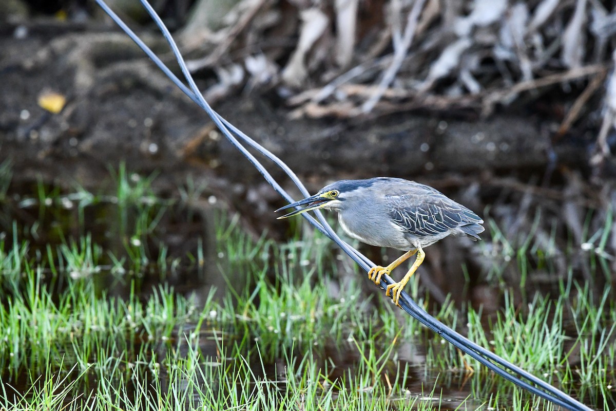 Little Heron - ML646222875