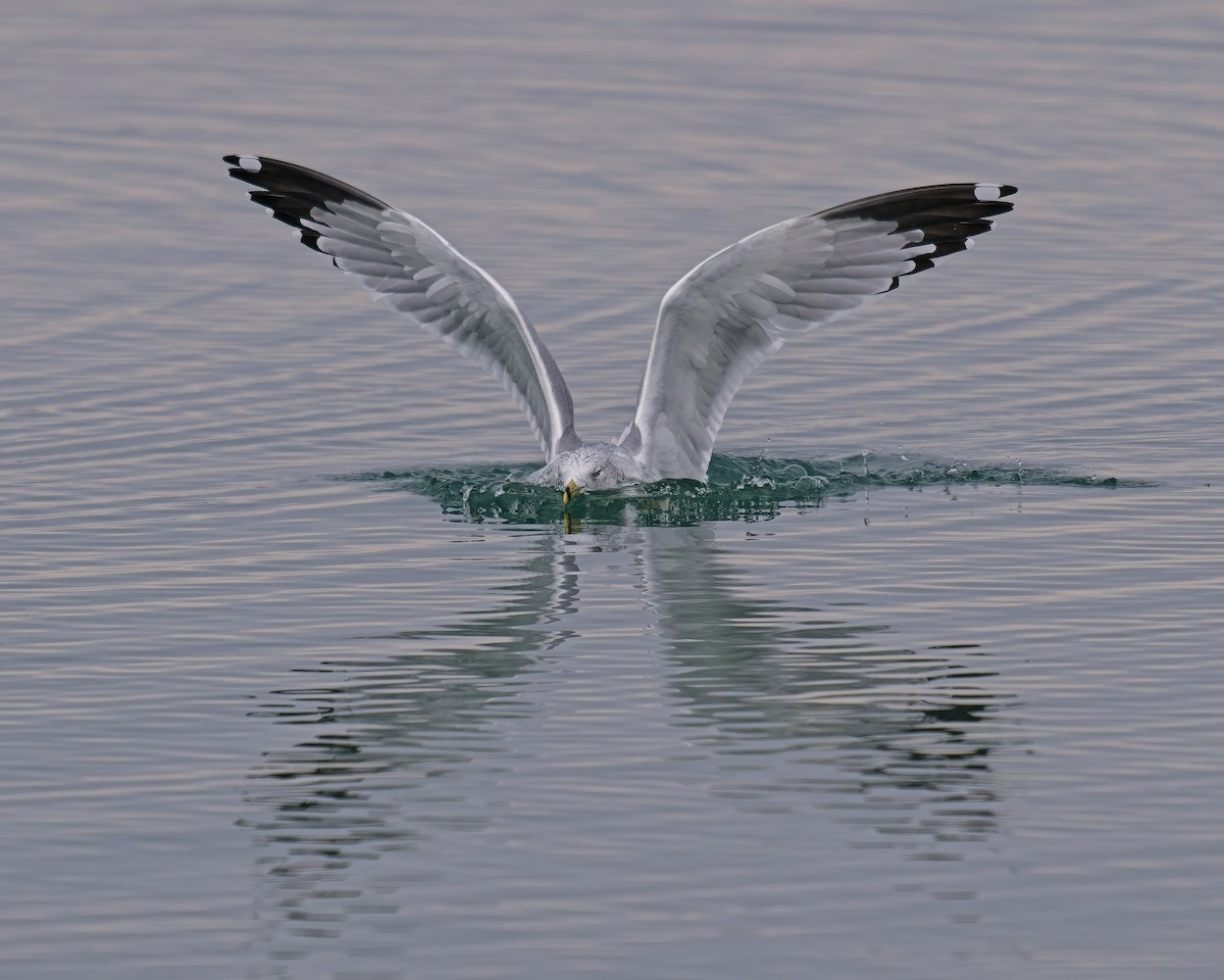 Ring-billed Gull - ML646222876