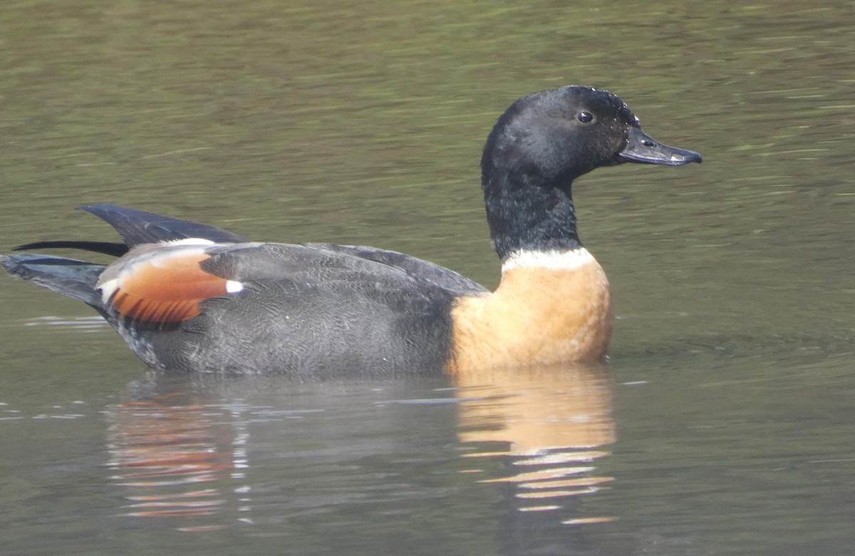 Casarca australiana - ML646222877