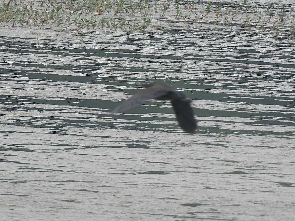 Black Bittern - ML646222879