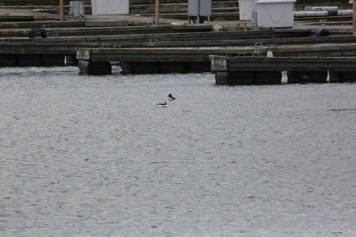 Гоголь-головастик - ML646222881