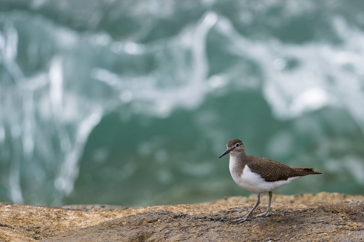 Common Sandpiper - ML646222882