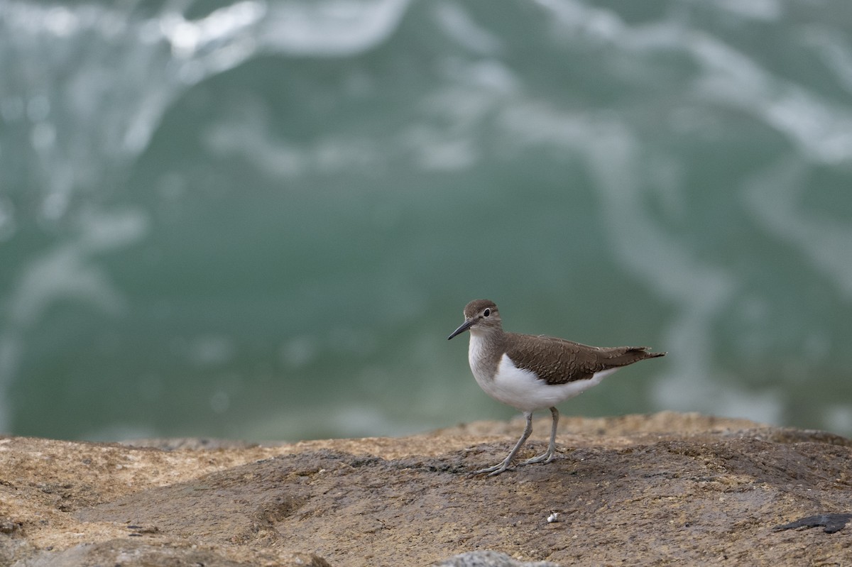Common Sandpiper - ML646222883