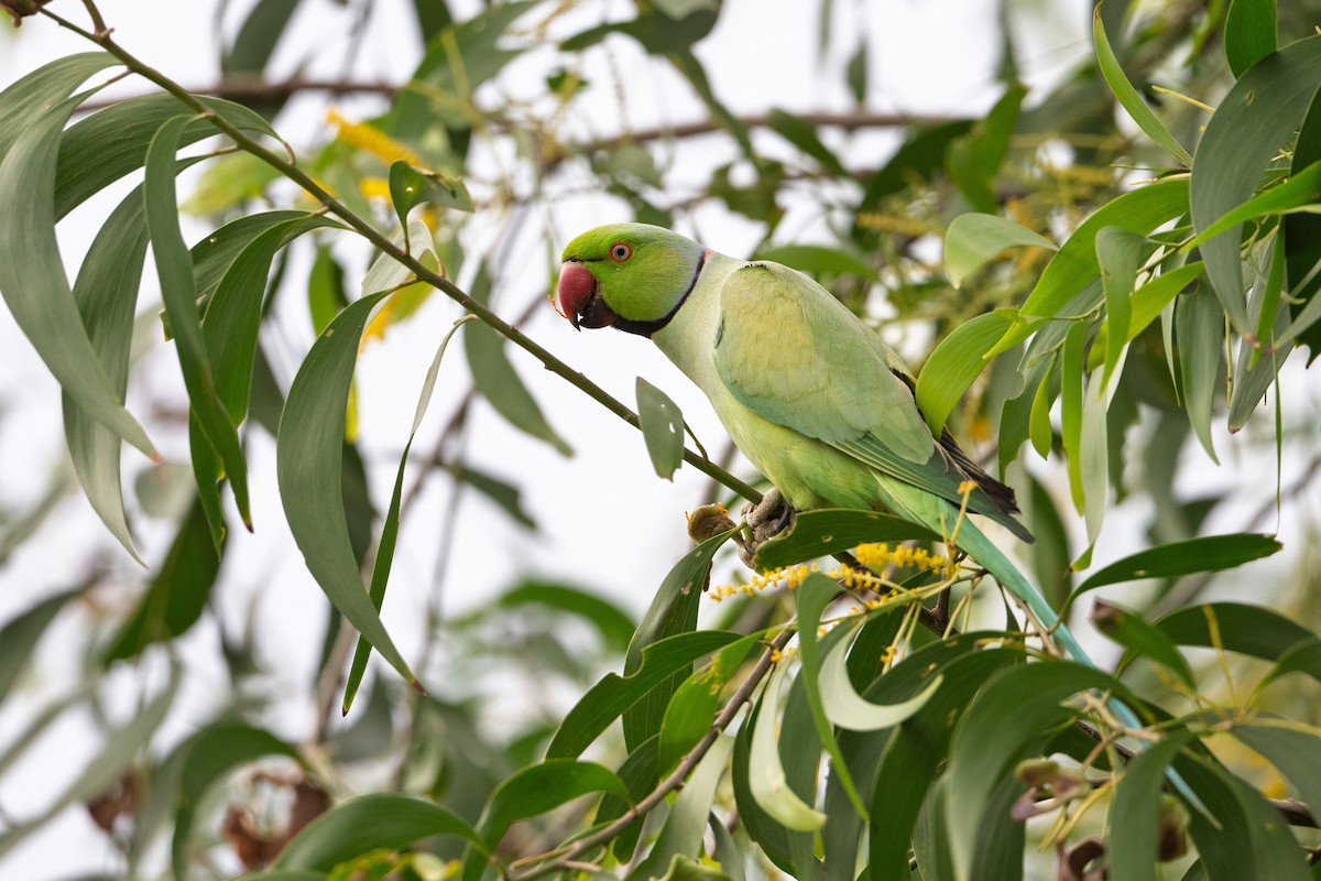 Rose-ringed Parakeet - ML646222885