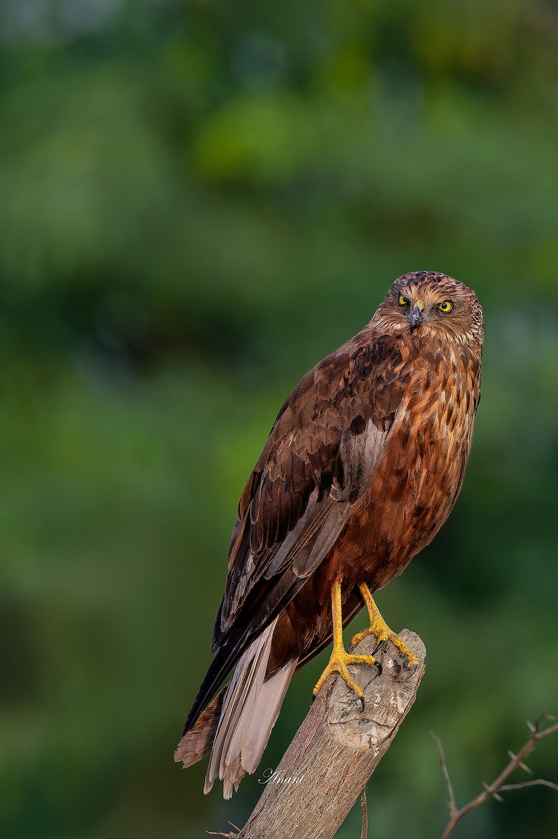 moták pochop - ML646222886