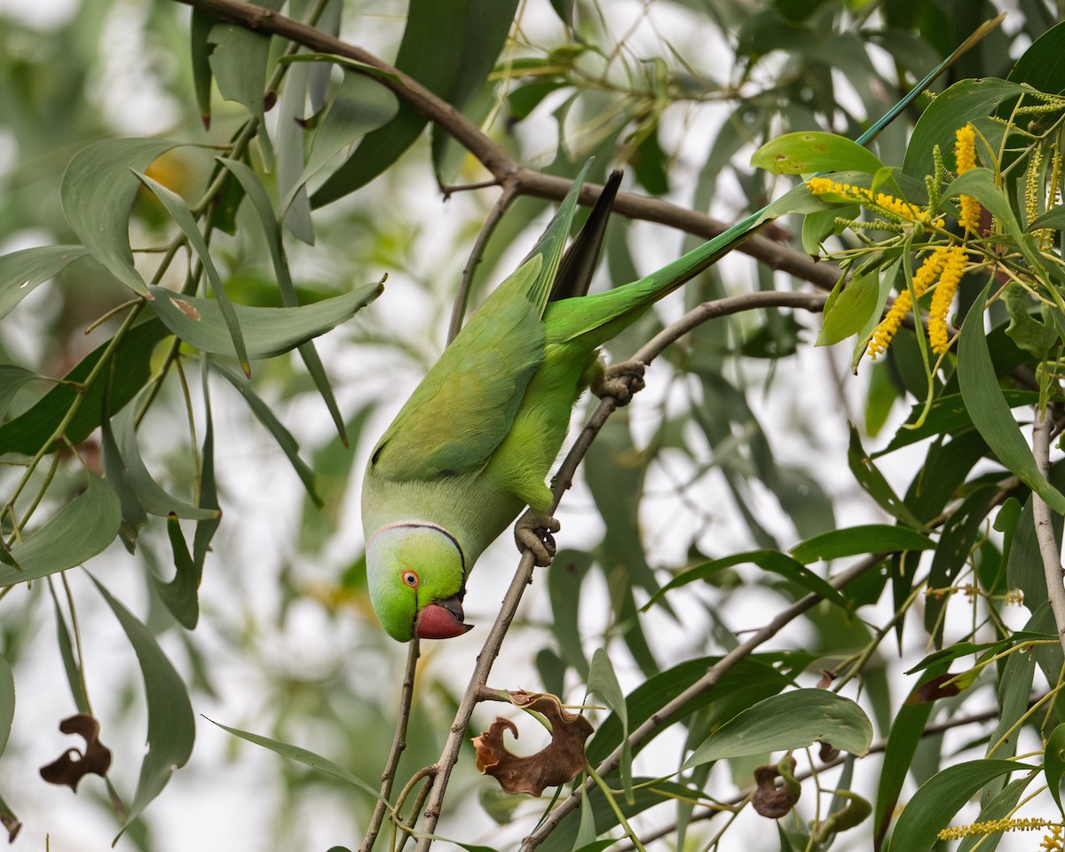 Rose-ringed Parakeet - ML646222887