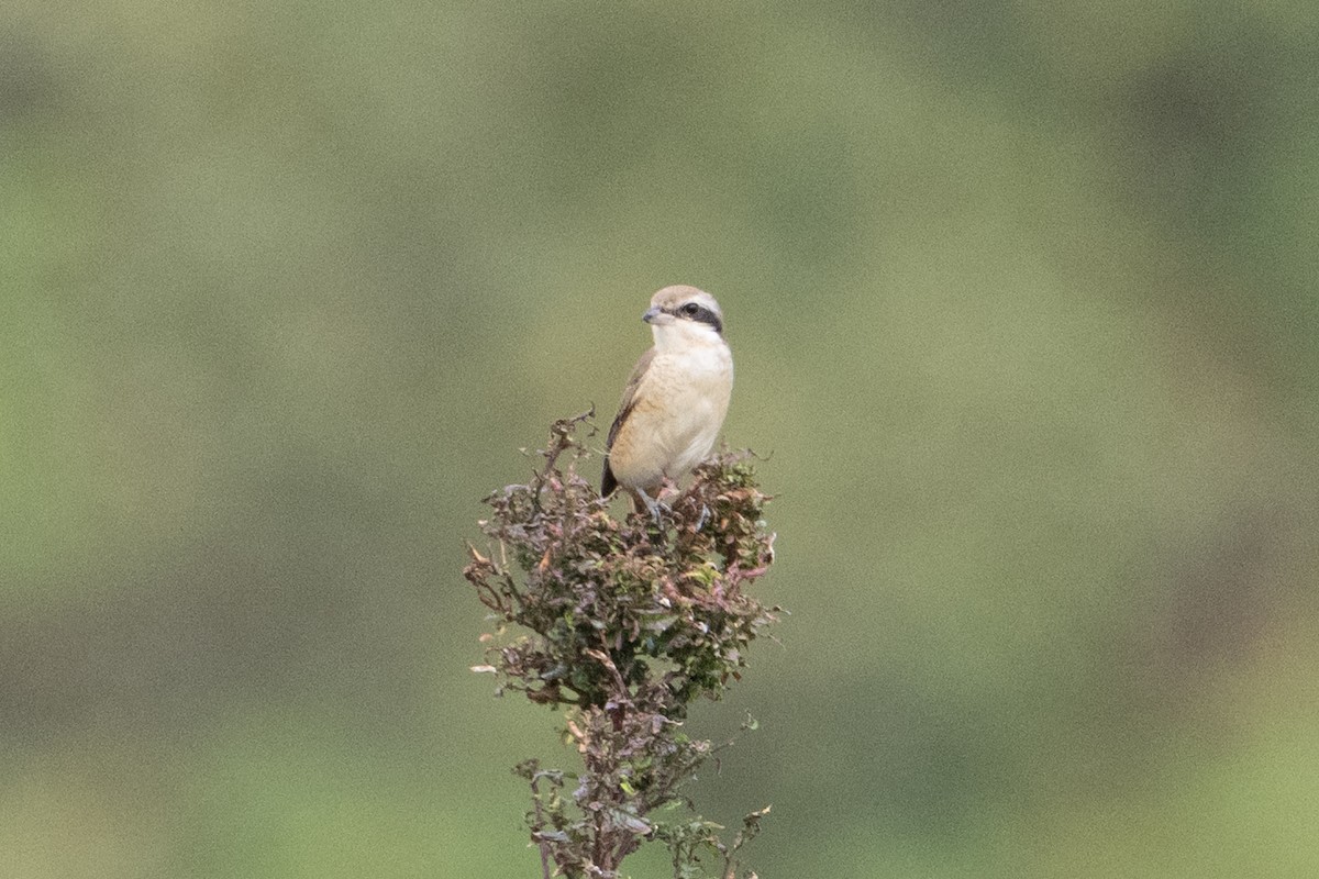 Brown Shrike - ML646222888