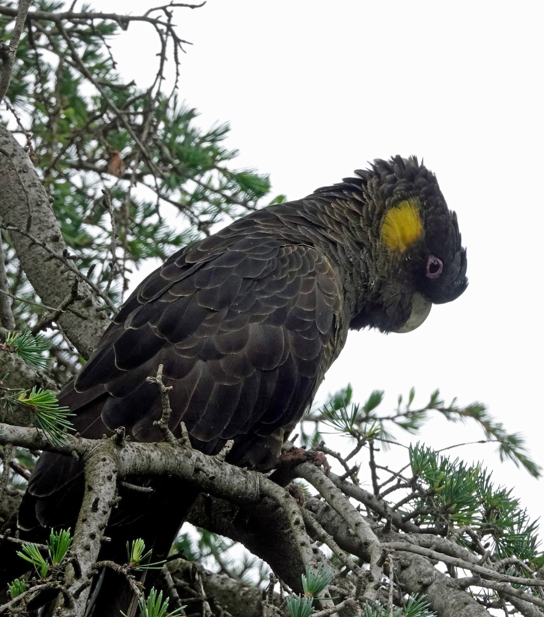Yellow-tailed Black-Cockatoo - ML646222892