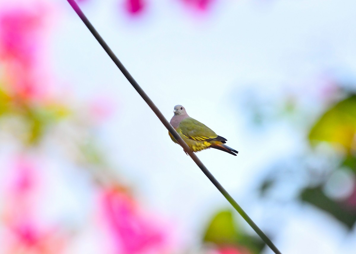 Pink-necked Green-Pigeon - ML646222893