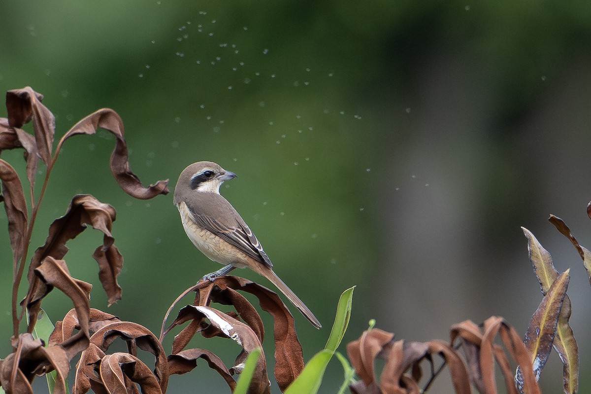 Brown Shrike - ML646222894