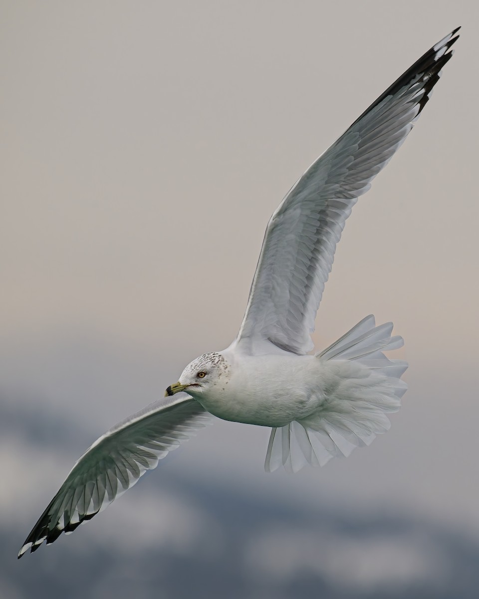 Ring-billed Gull - ML646222895