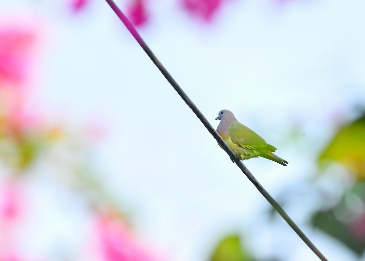 Pink-necked Green-Pigeon - ML646222896