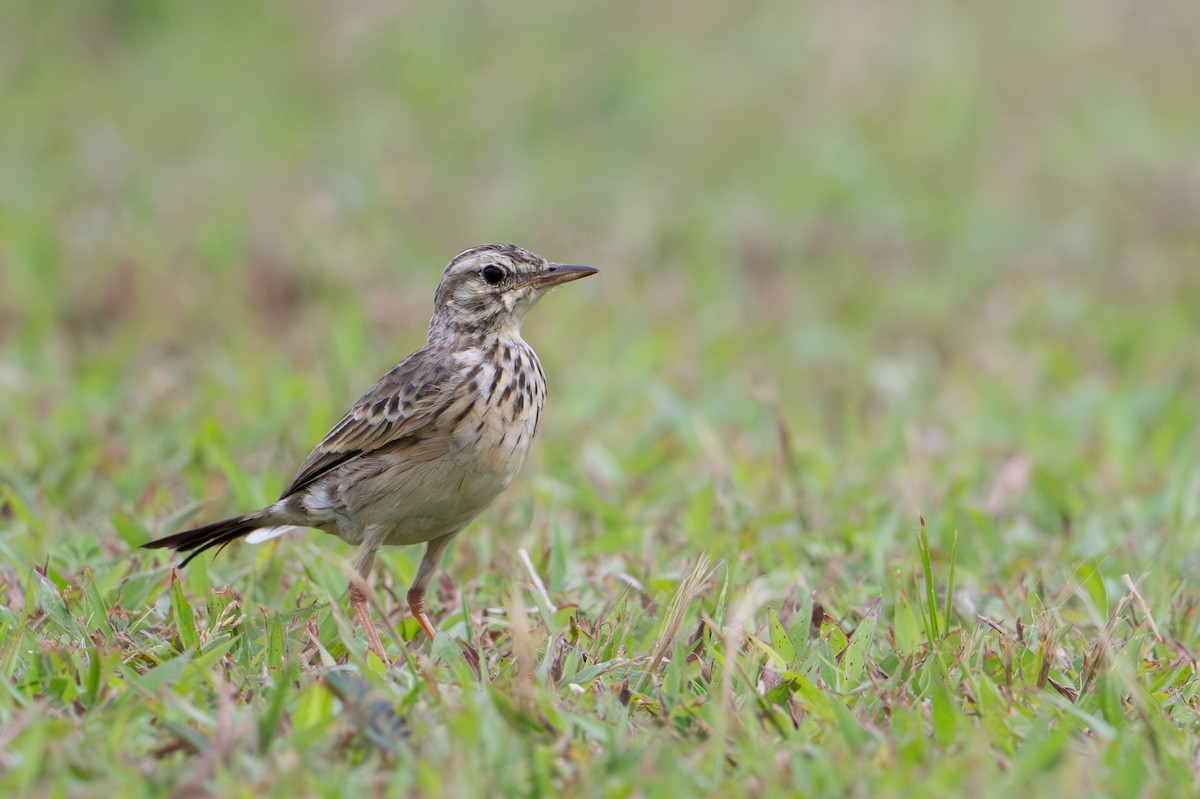 Paddyfield Pipit - ML646222897