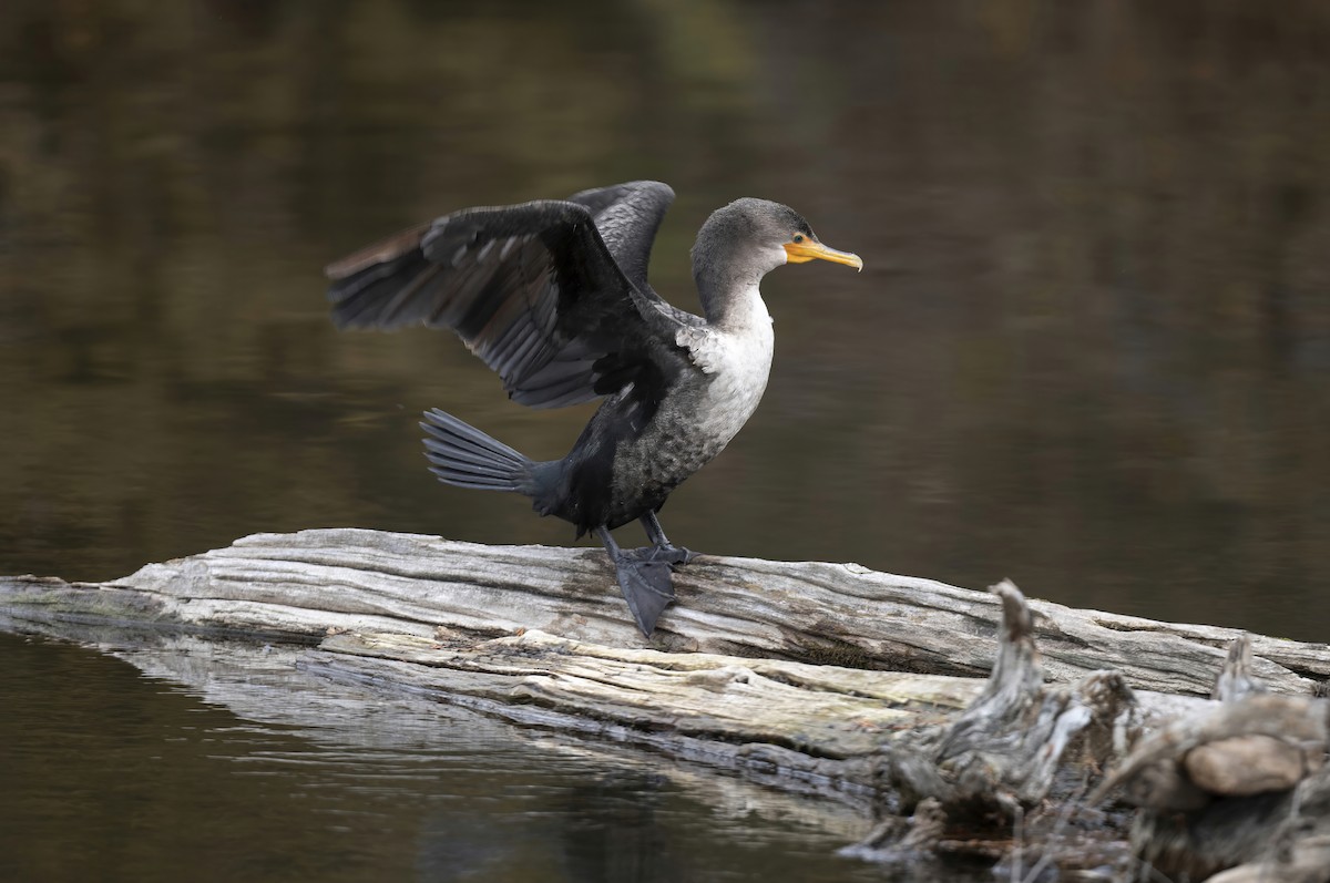 Ушастый баклан - ML646222898