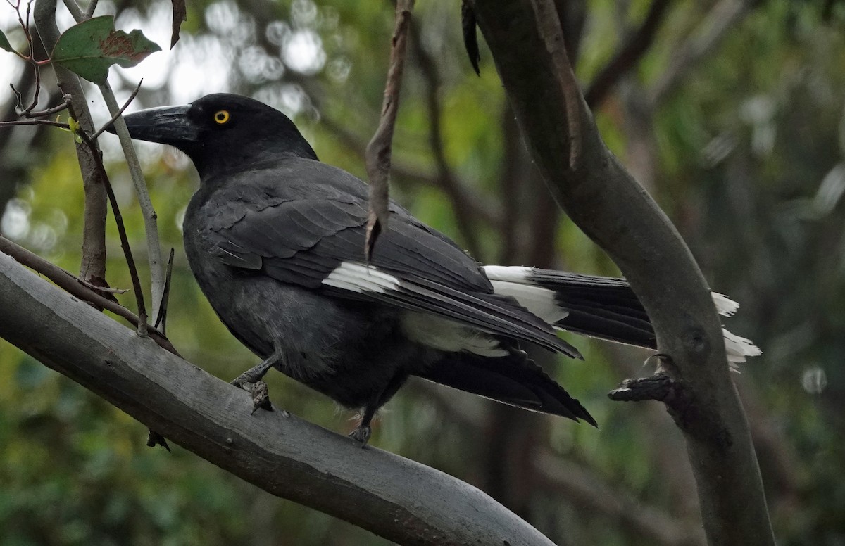 Pied Currawong - ML646222899