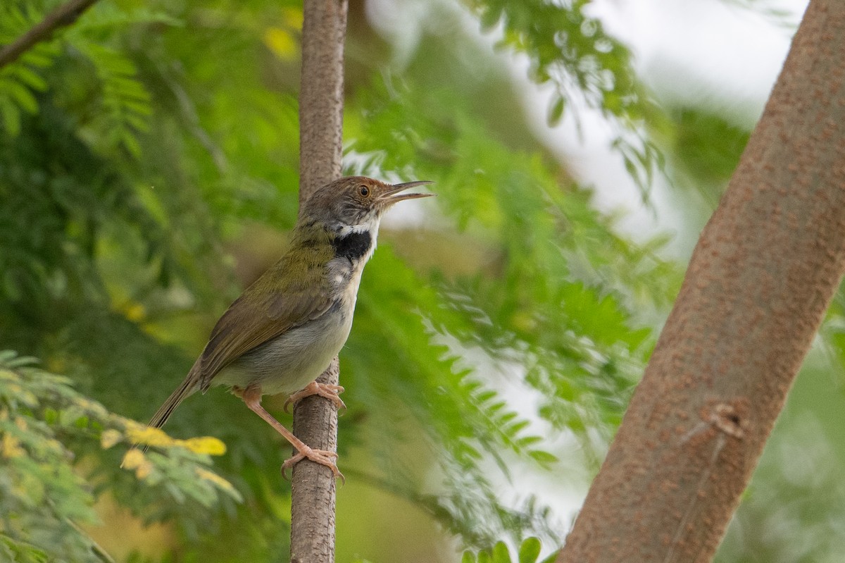 Common Tailorbird - ML646222910