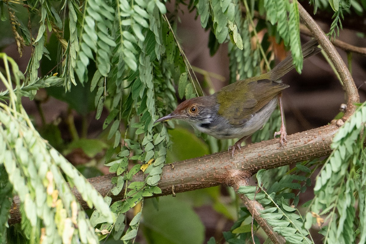 Common Tailorbird - ML646222912