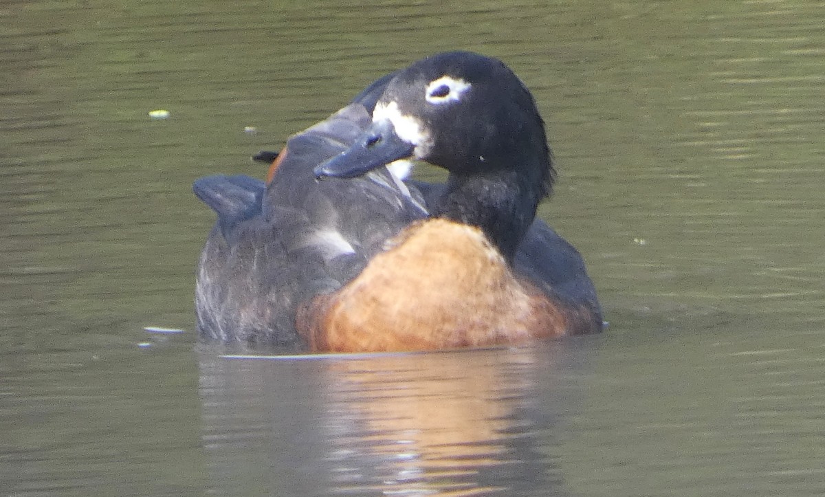 Casarca australiana - ML646222913