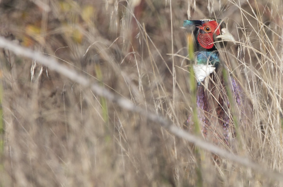 bažant obecný - ML646222915