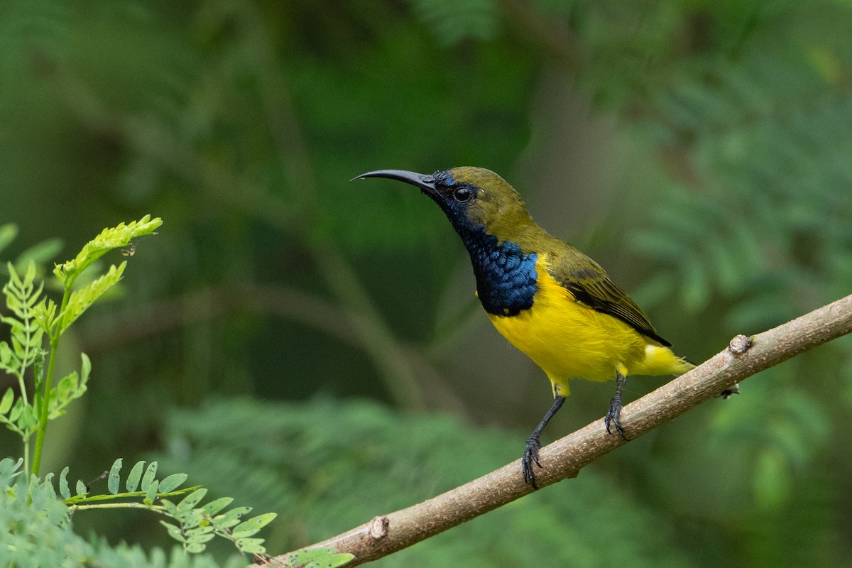 Ornate Sunbird - ML646222919