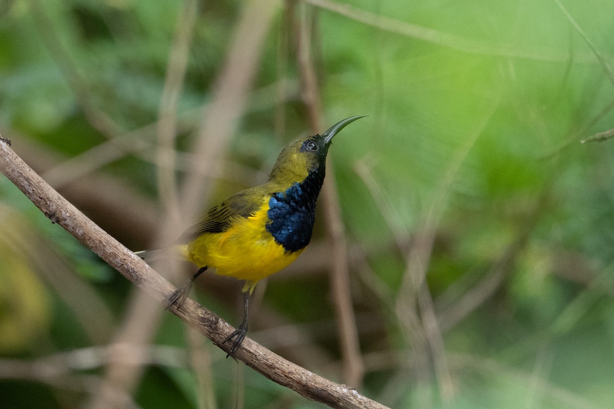 Ornate Sunbird - ML646222923