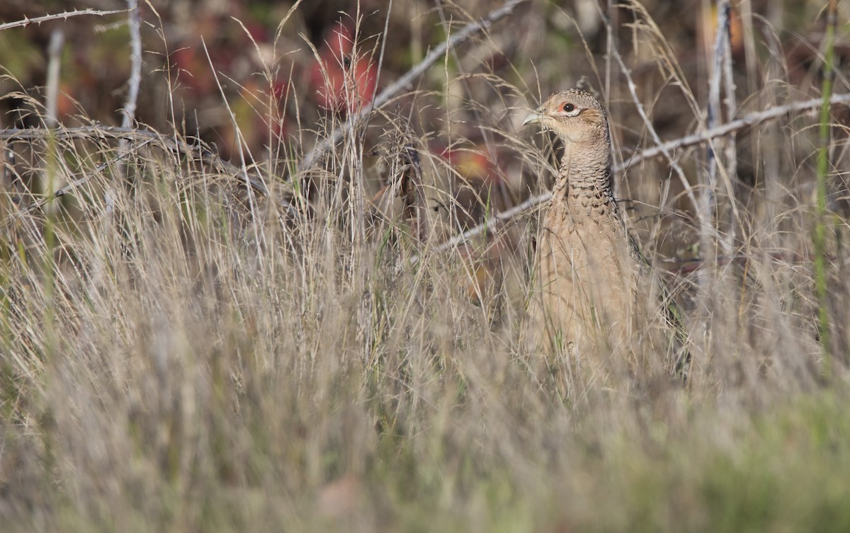 bažant obecný - ML646222924