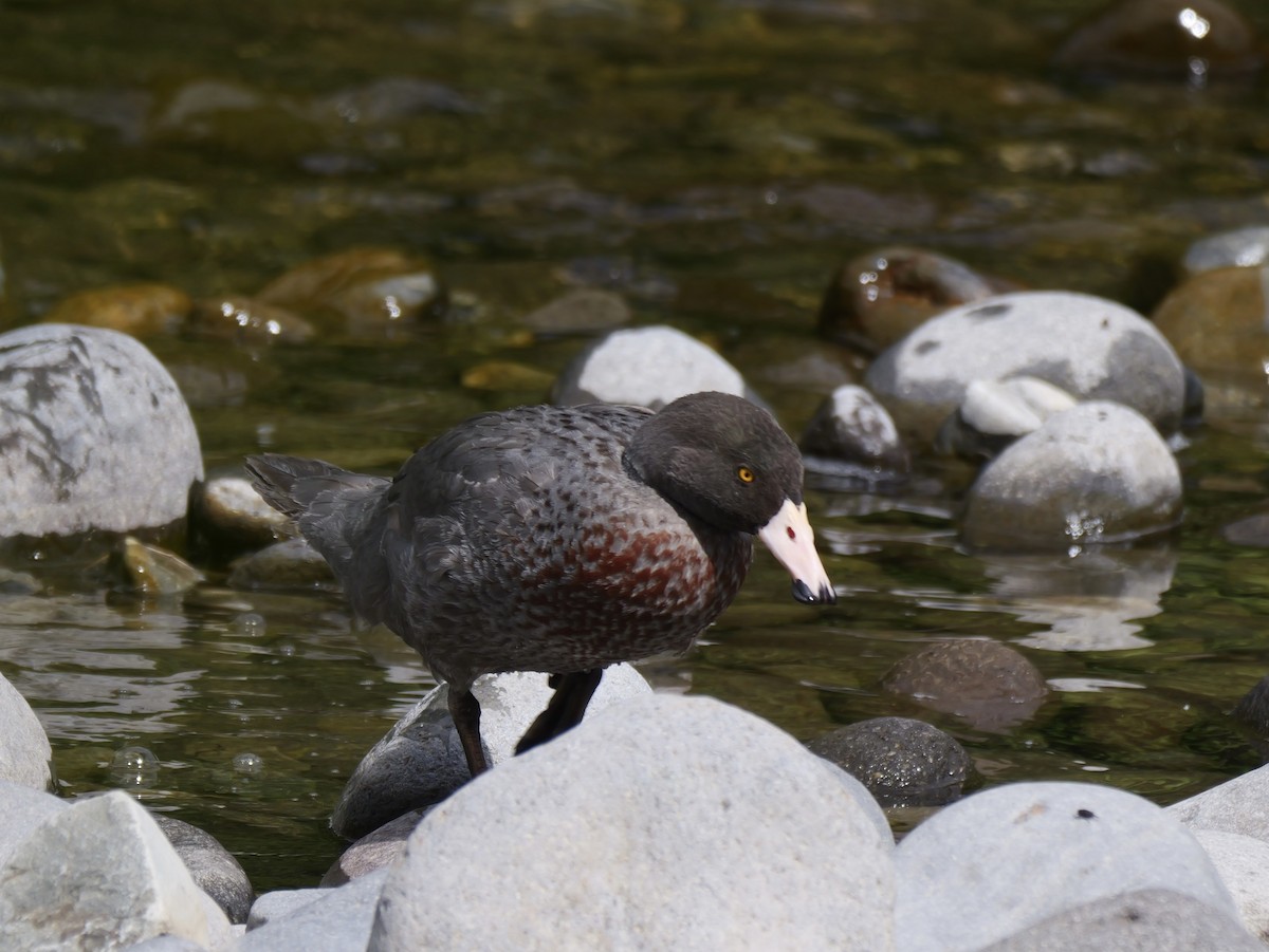 Blue Duck - ML646222927
