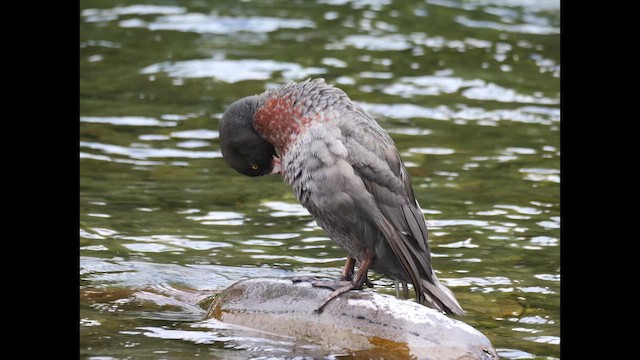 Blue Duck - ML646222929